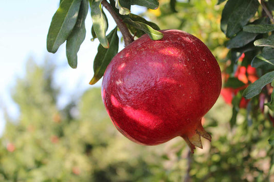 Is Pomegranate Good For Combating Diabetes?